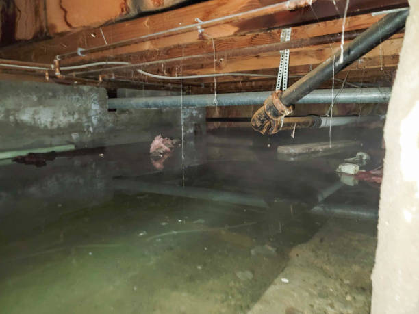 Best Water damage restoration near me  in South Wallins, KY