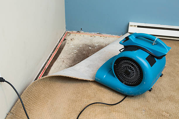 Best Carpet water damage restoration  in South Wallins, KY